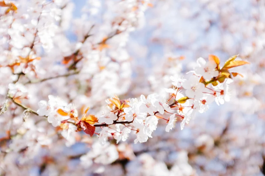 Blossom