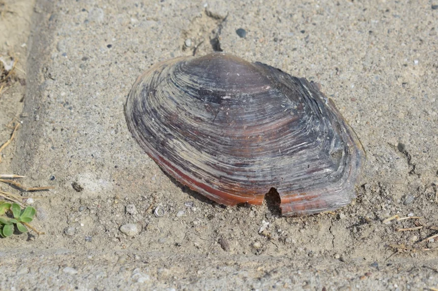 Abalone
