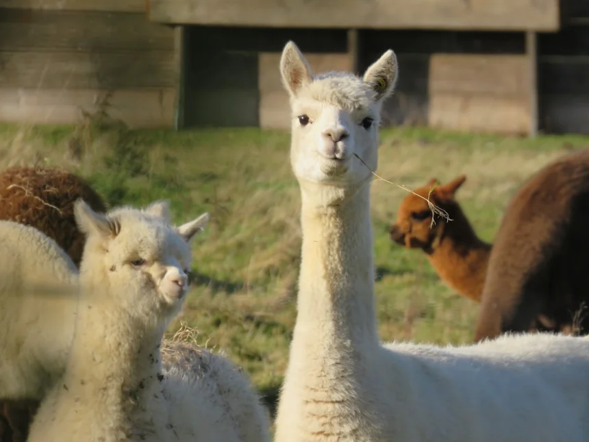 Alpaca