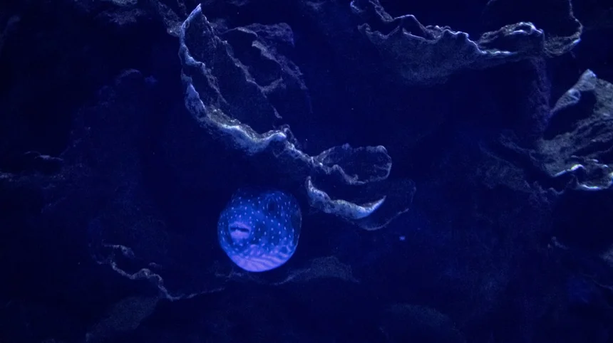 Aqua Planet