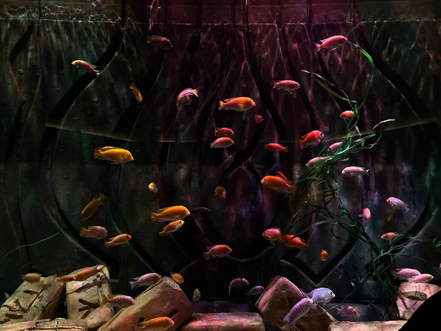 Aquaarium