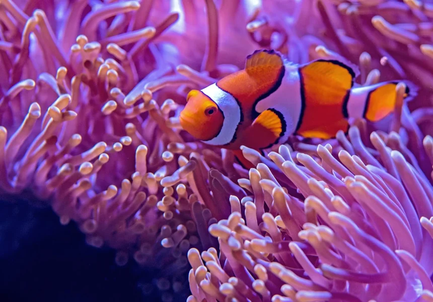 Aquarium