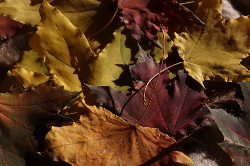 Autumn.