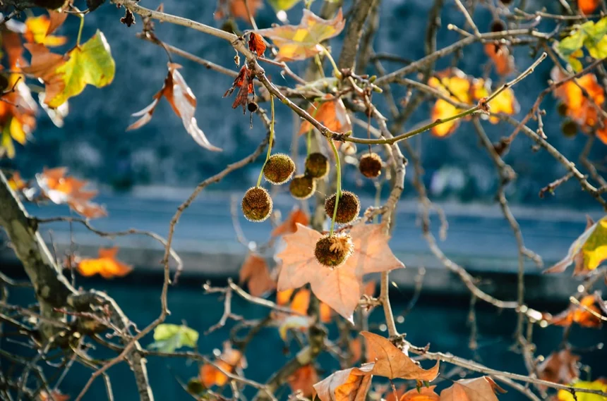Autumn.