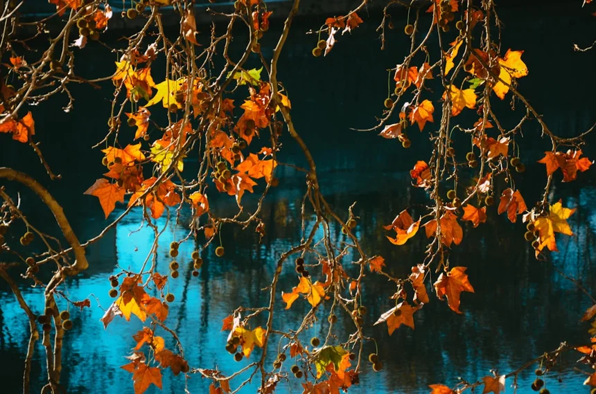 Autumn.