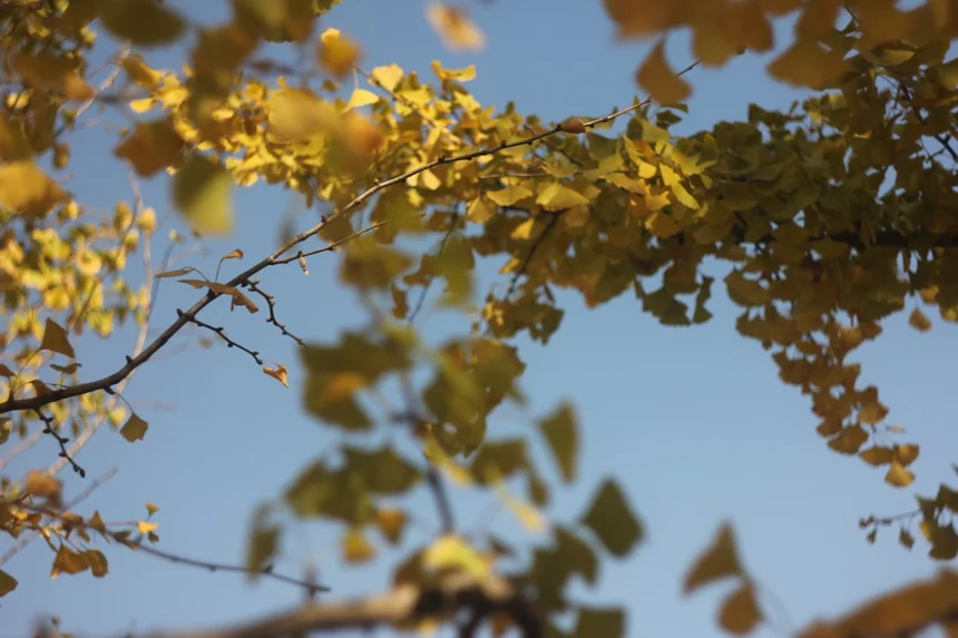 Autumn.