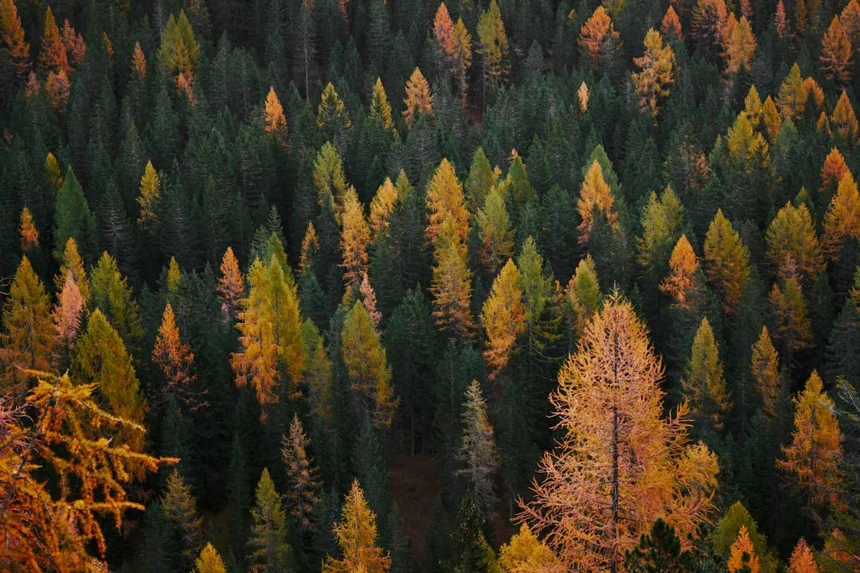 Autumn