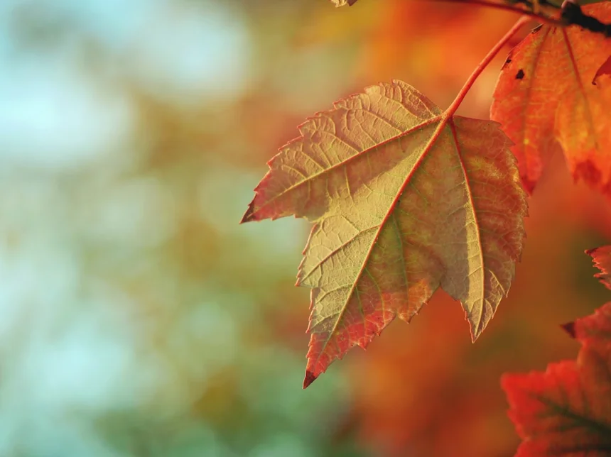 Autumn