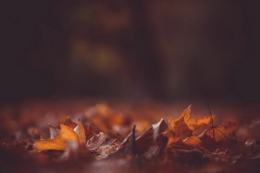 Autumn