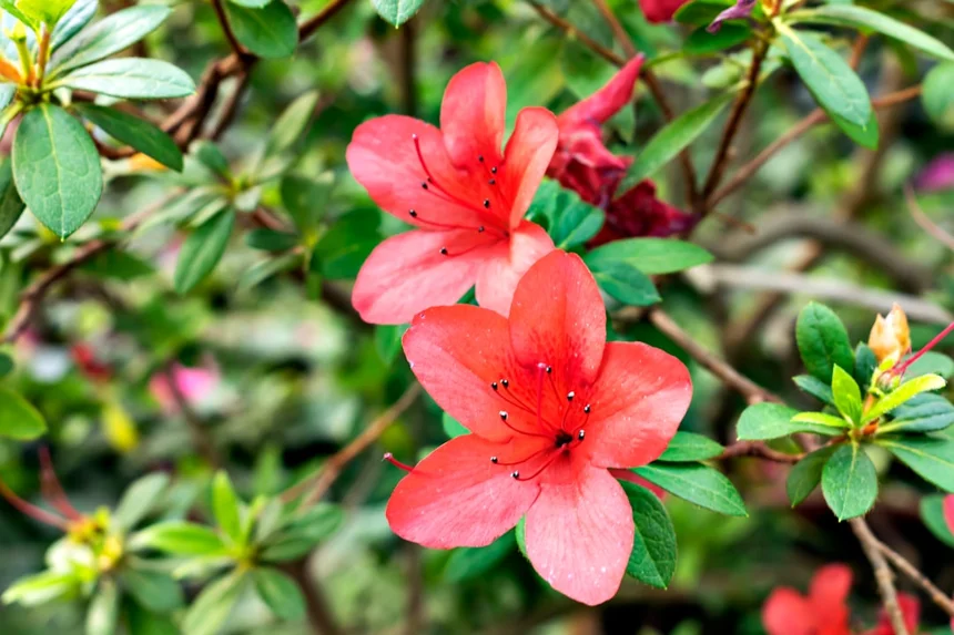 Azalea