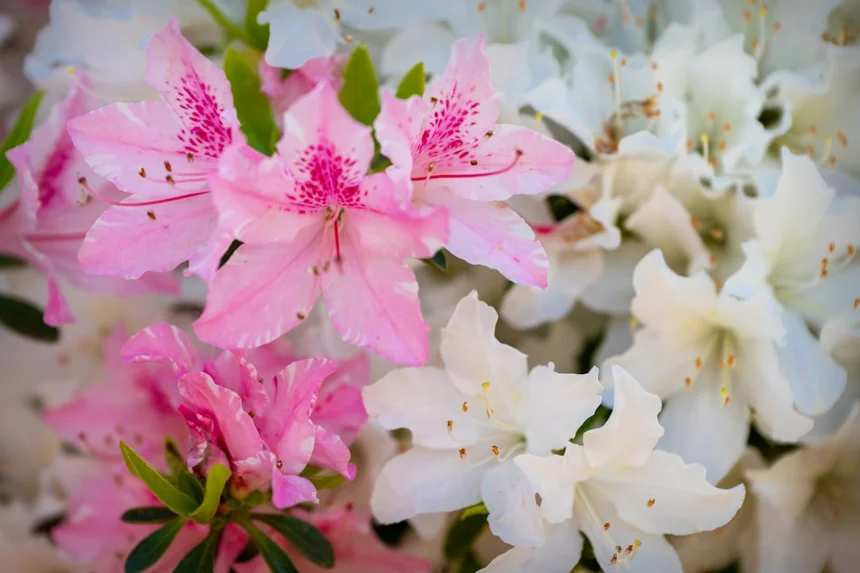 Azalea