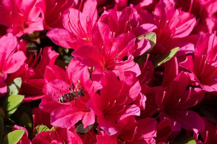 Azalea