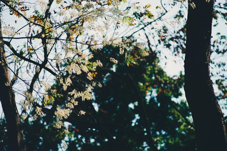 Baekje