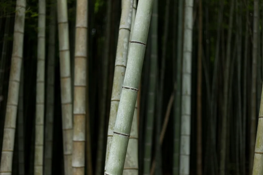 Bamboo
