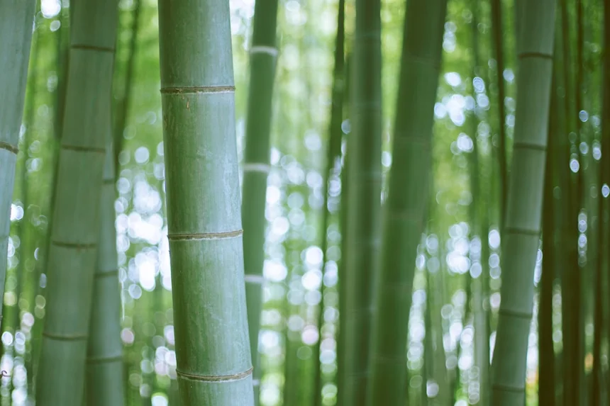 Bamboo