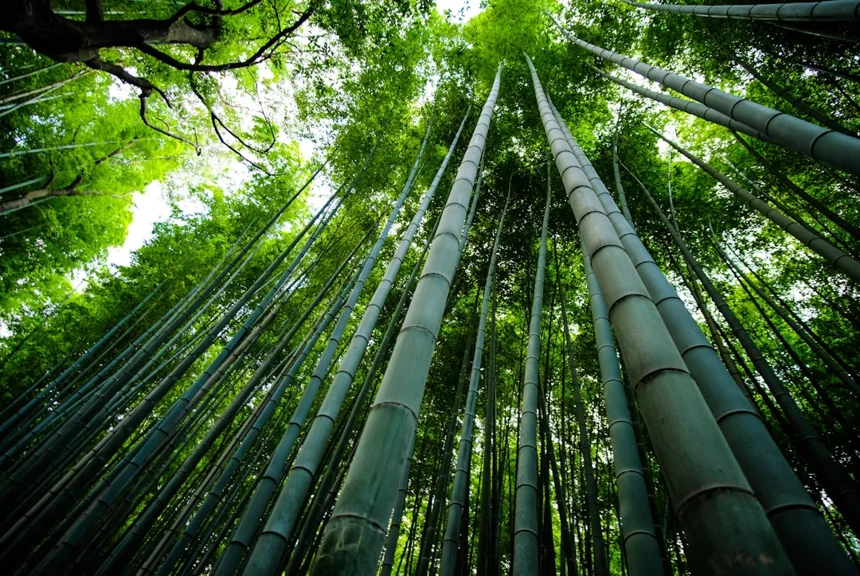 Bamboo