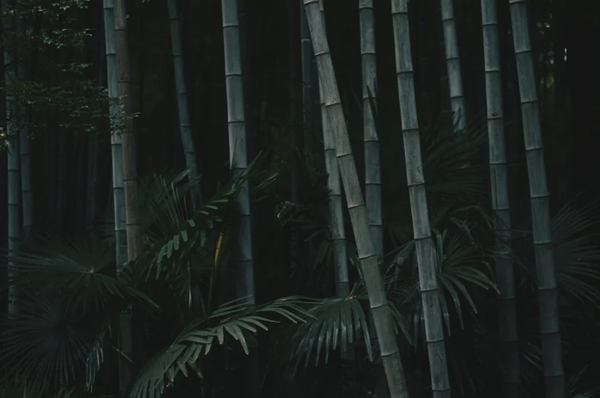 Bamboo