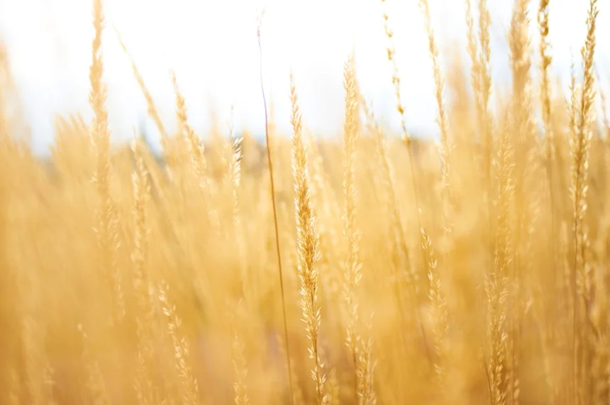 Barley