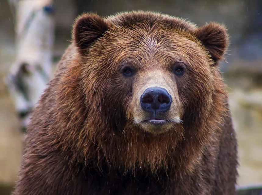Bear