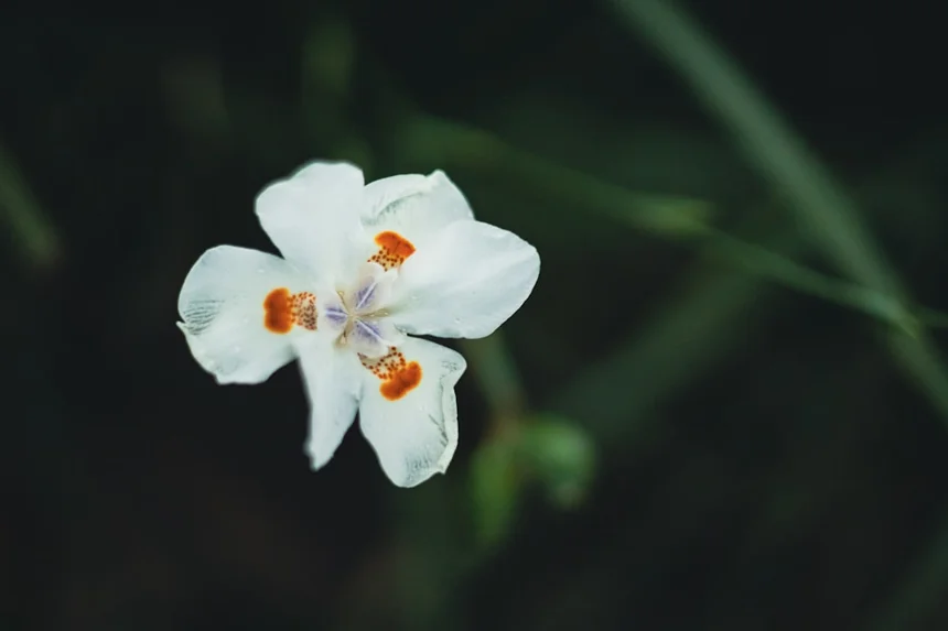 Beomeosa