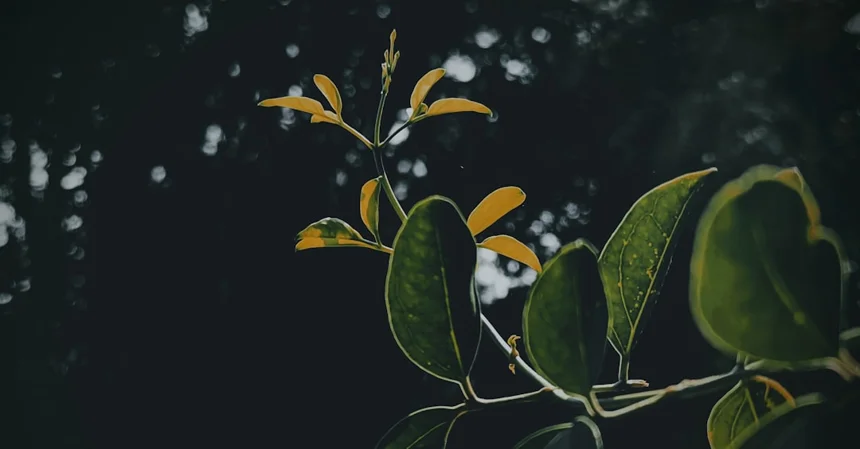 Beomeosa