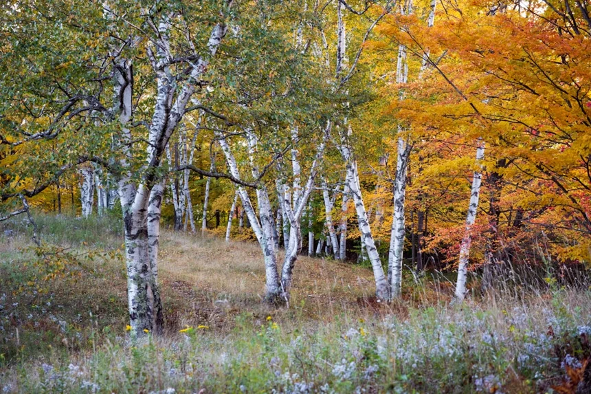 Birch