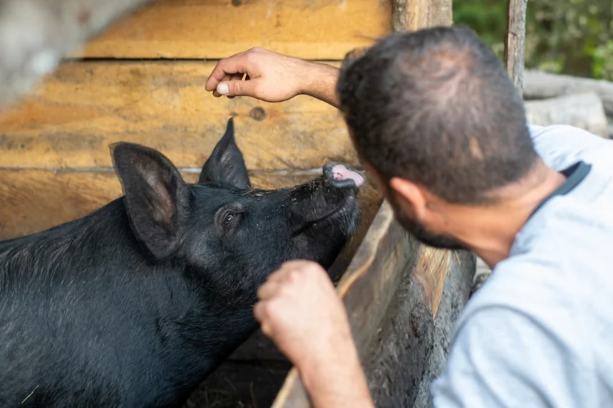 Black Pig