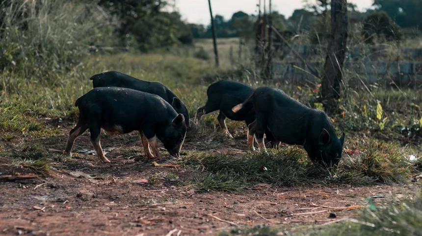 Black Pig