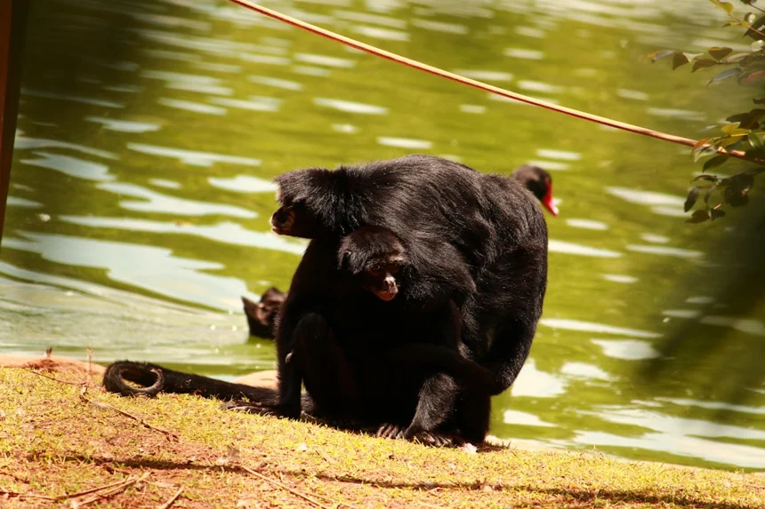 Black Pork