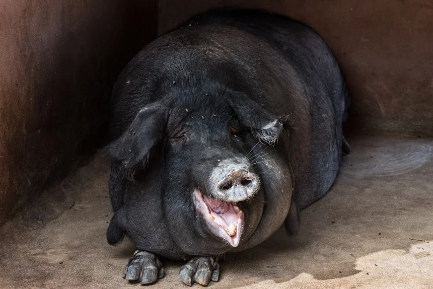 Black Pork