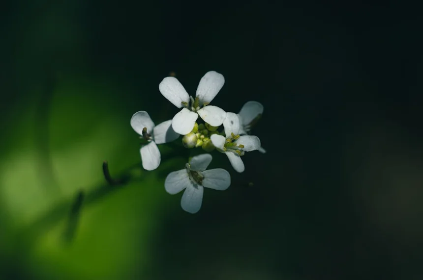 Bloom.