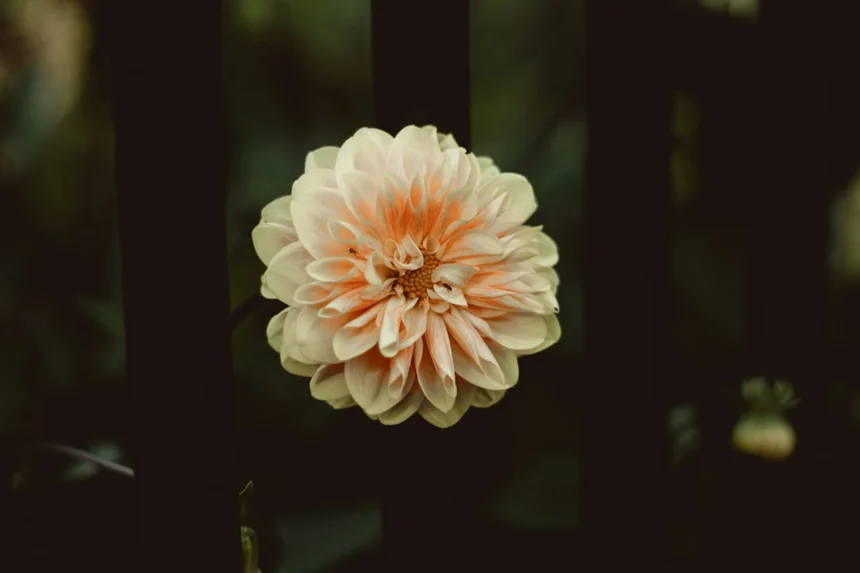 Bloom.