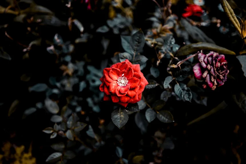 Bloom
