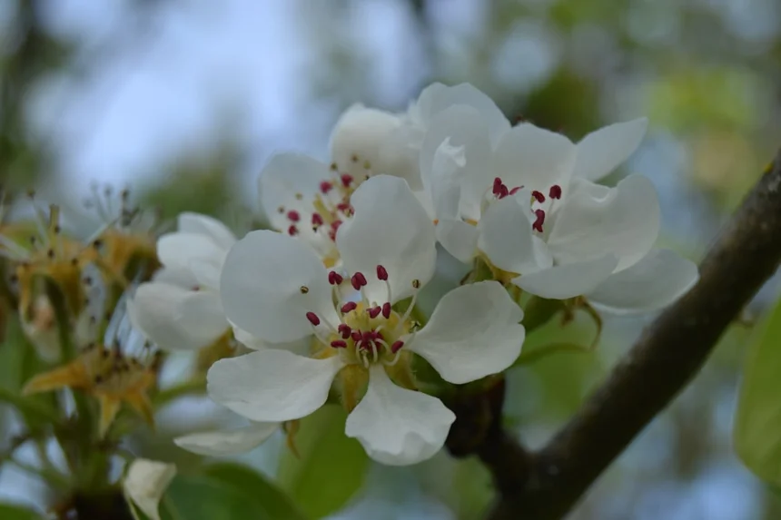 Blossoms