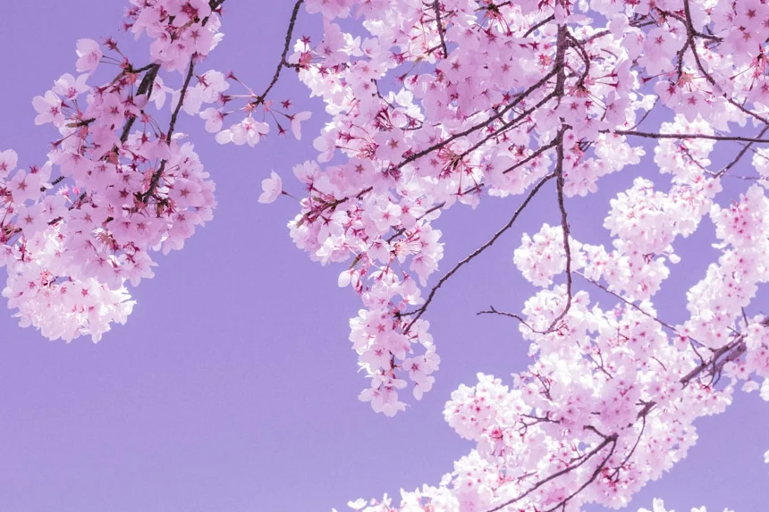 Blossoms