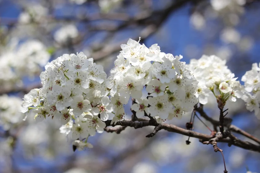 Blossoms