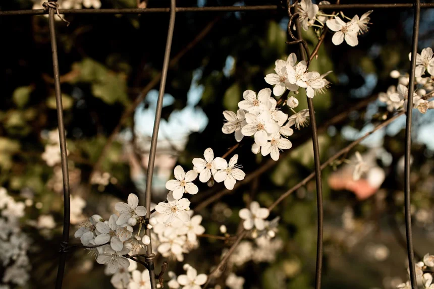 Blossoms
