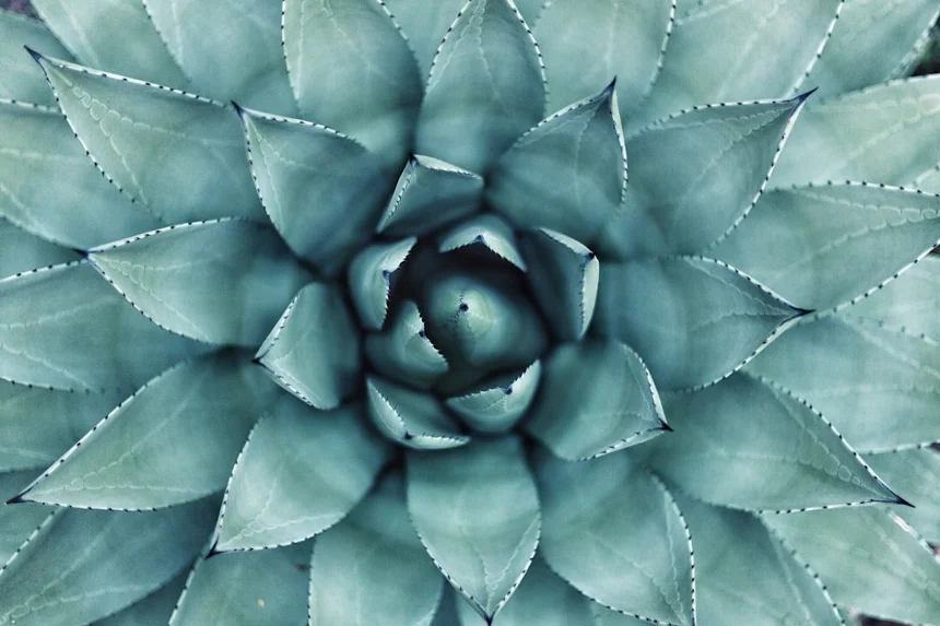 Botanical Garden