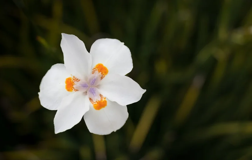 Bulmulsu (the flower name)