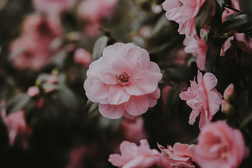 Camellia