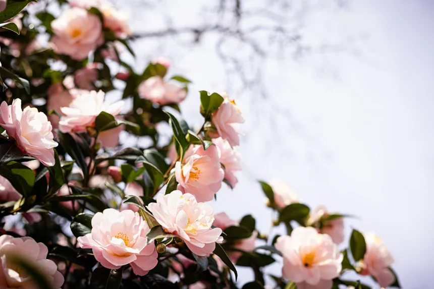 Camellia
