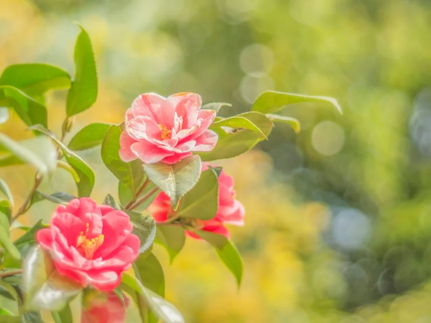 Camellia