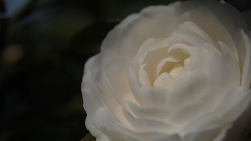 Camellia
