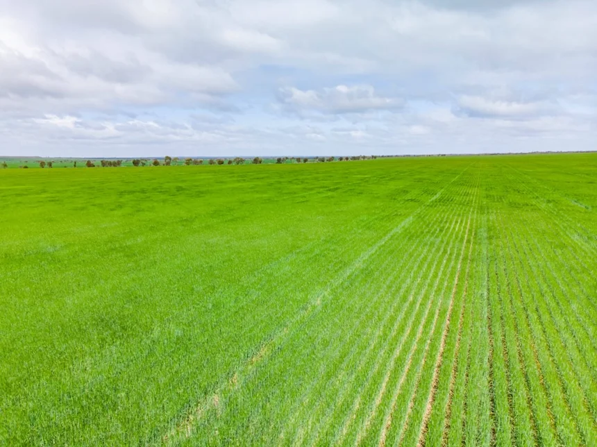 Canola.