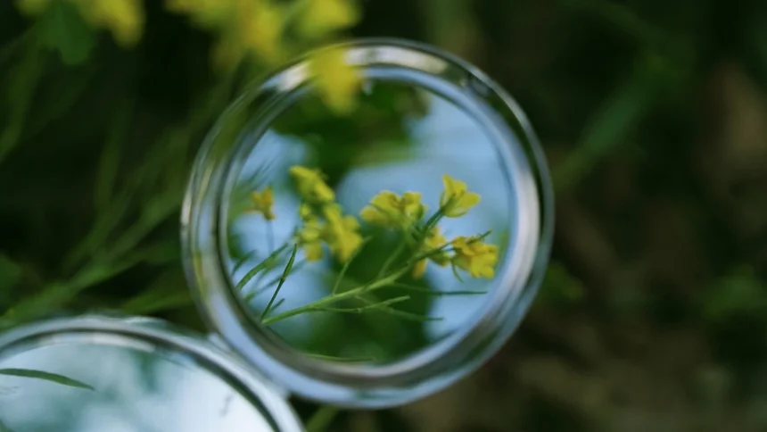 Canola.