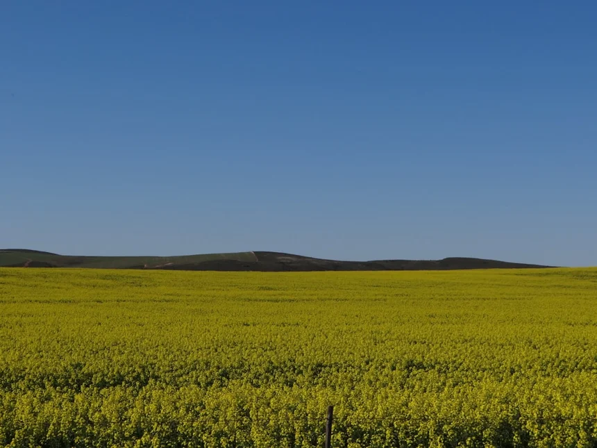 Canola.