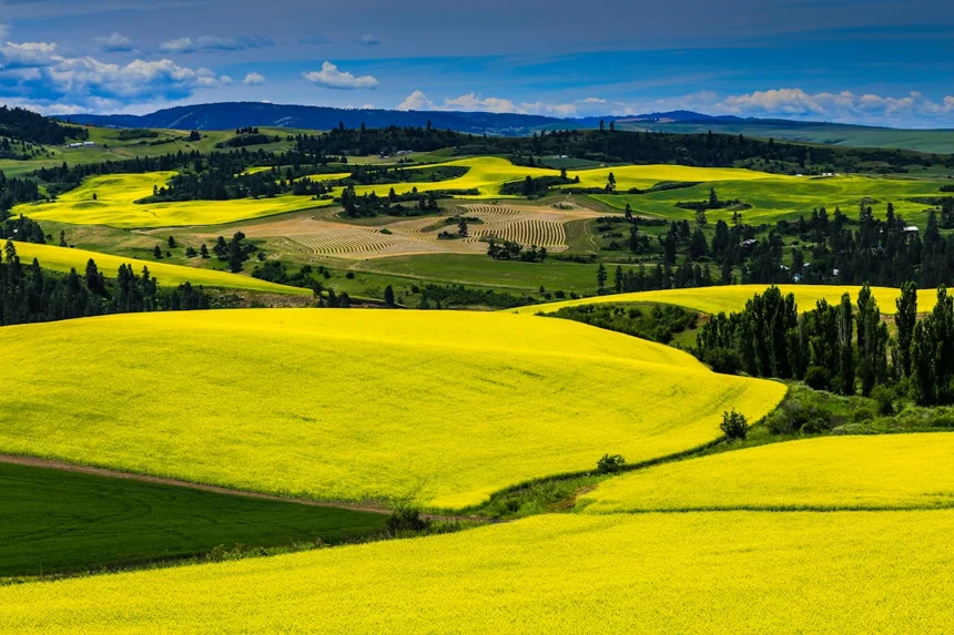 Canola