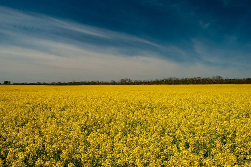 Canola
