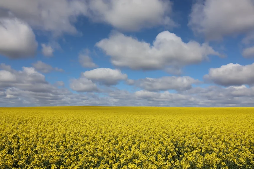 Canola