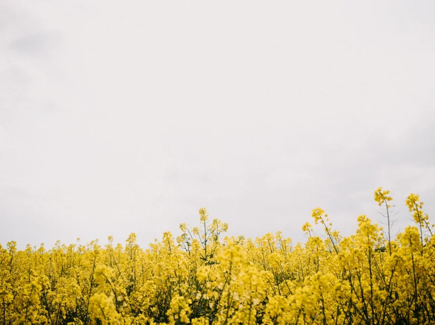 Canola